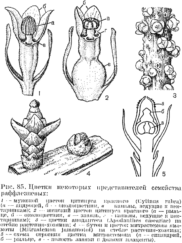 Семейство раффлезиевые (Kafflcsiaceae)