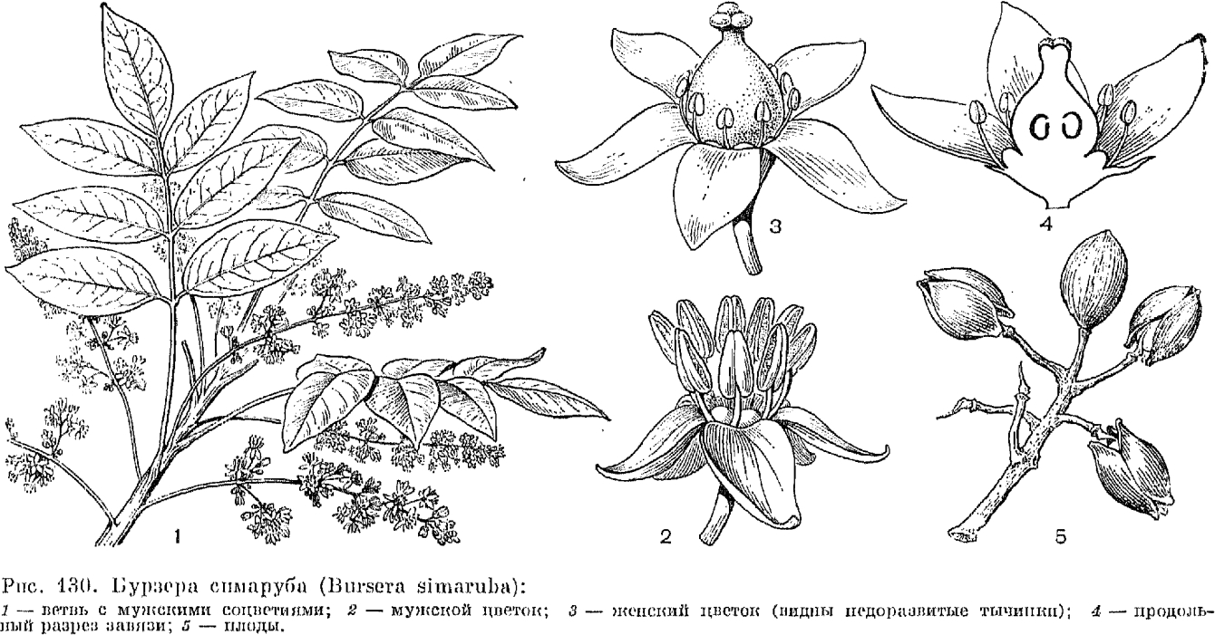 Семейство бурзеровые (Burseraceae)