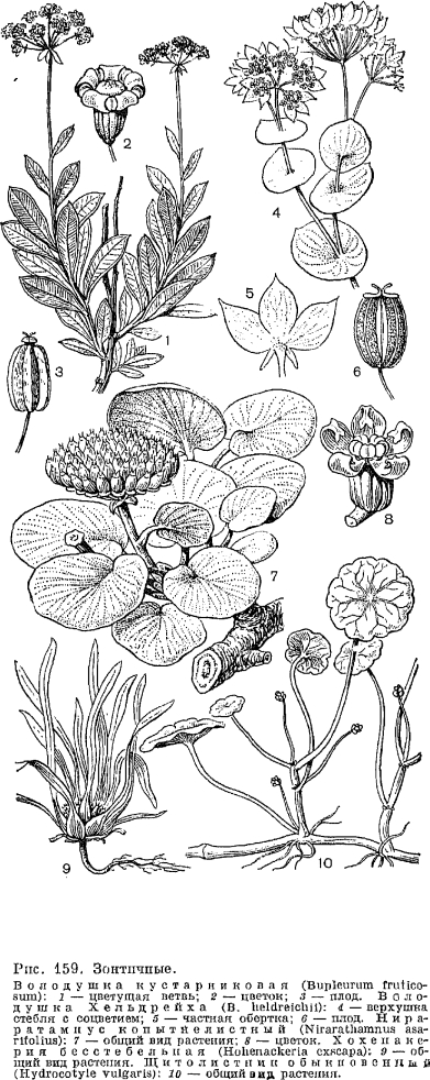 Семейство зонтичные (Apiaceae или Umbelliferае)