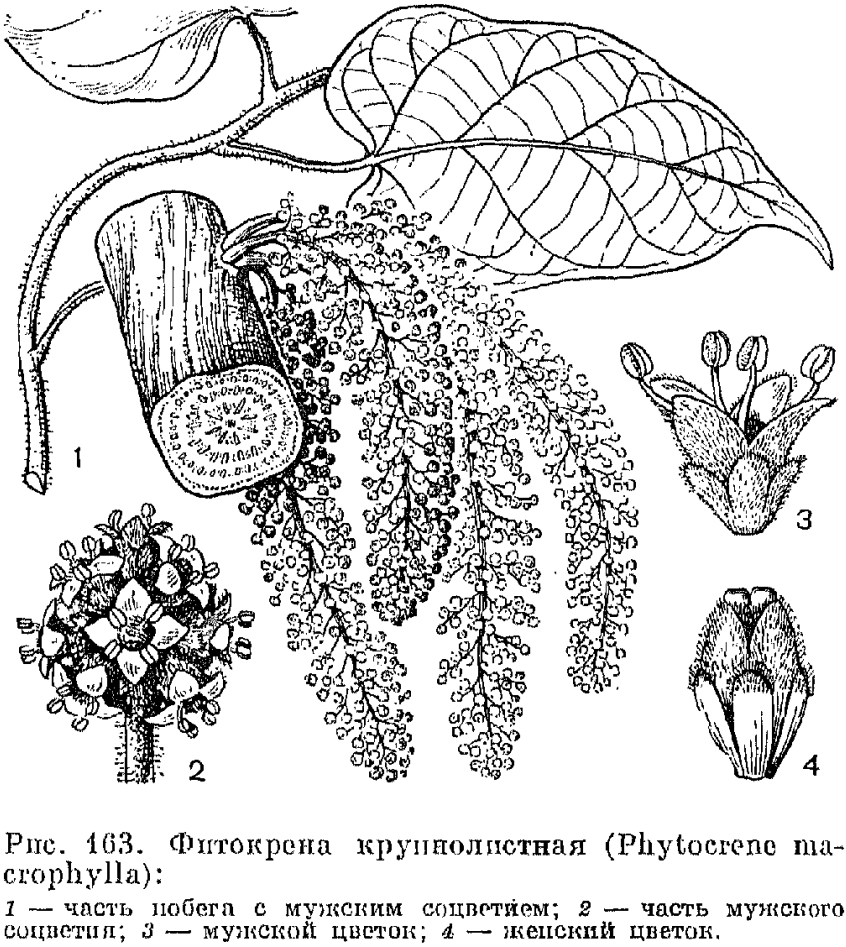 Семейство икациновые (Icacinaceae)