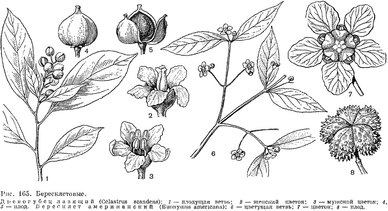 Семейство бересклетовые (Celastraceae)
