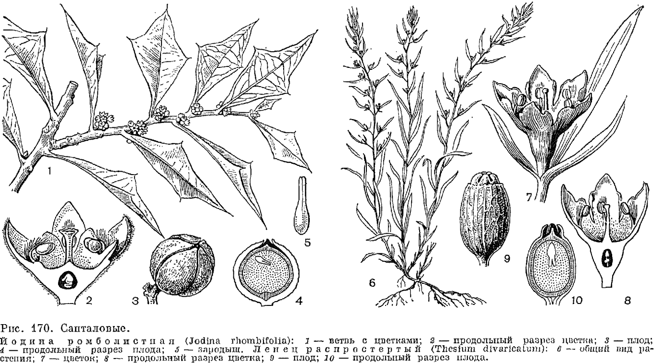 Семейство санталовые (Santalaceae)