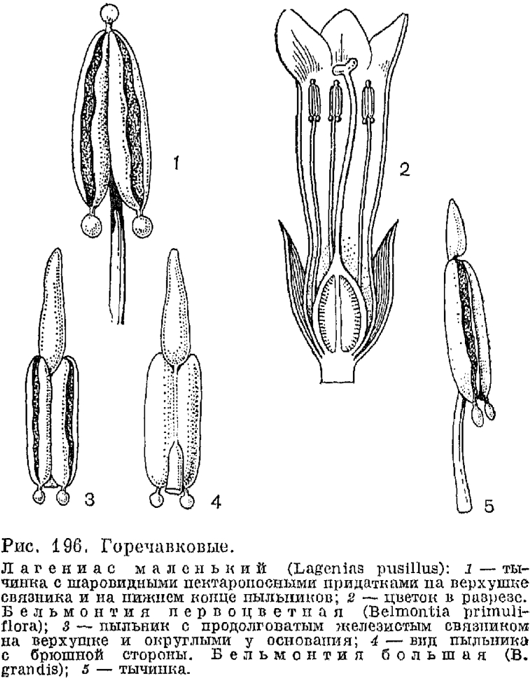 Семейство горечавковые (Gentianaceae)