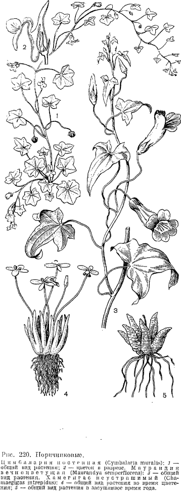 Семейство норичниковые (Scrophulariaceae)