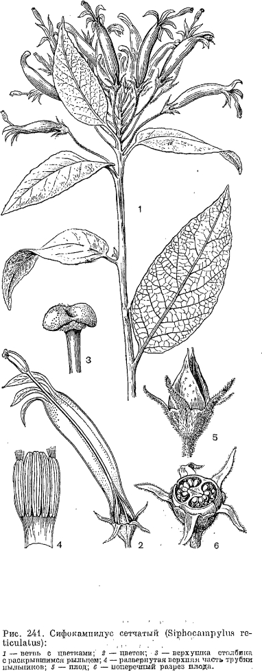 Семейство колокольчиковые (Campanulaceae)
