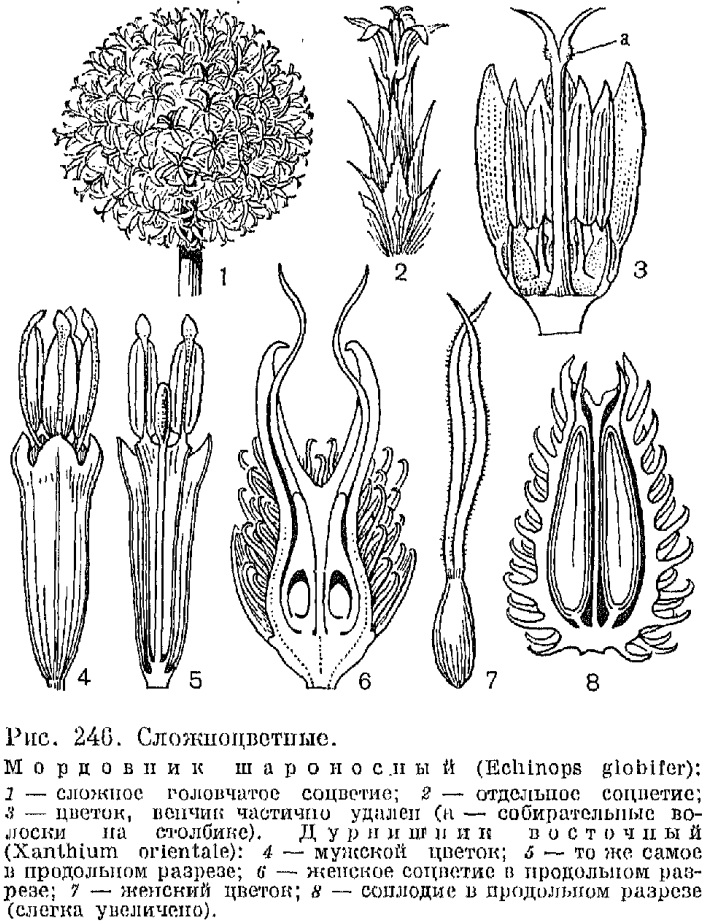 Семейство сложноцветные (Asteraceae или Compositae)