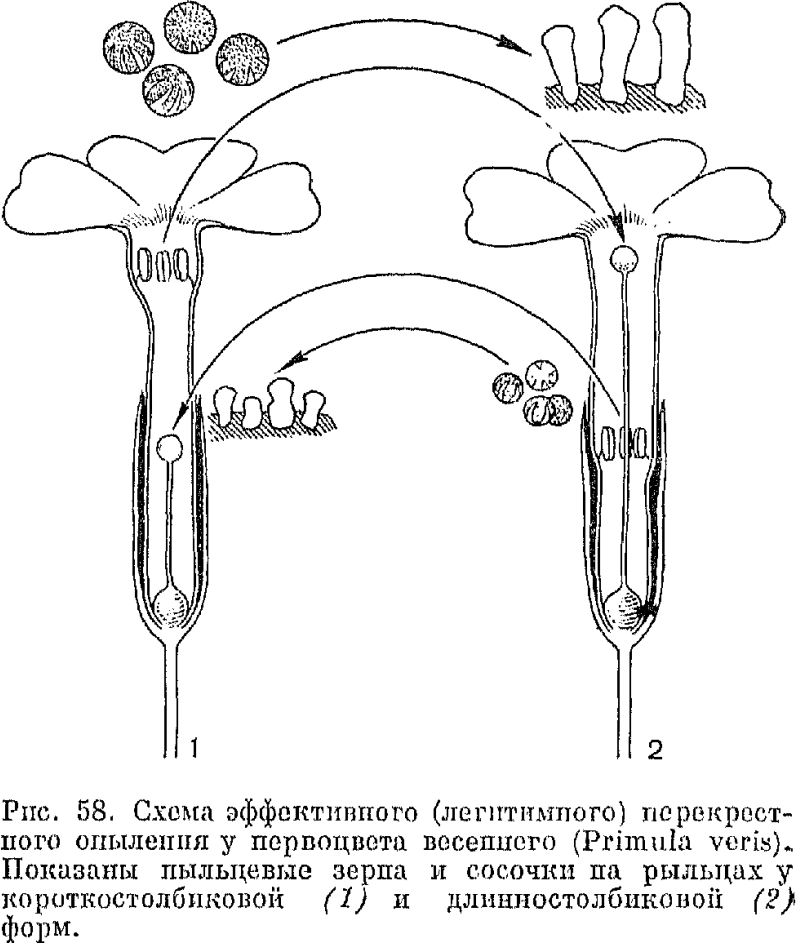 Семейство первоцветные (Primulaceae)