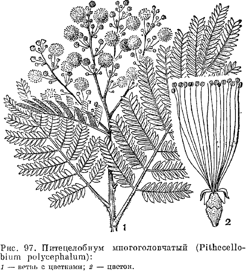Семейство бобовые (Fabaceae или Leguminosae)