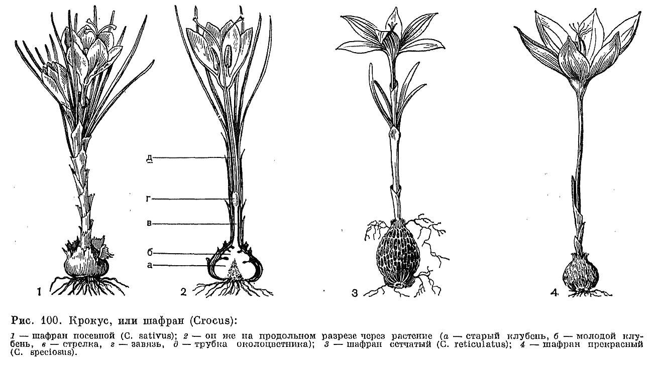 Семейство ирисовые (Iridaceae)