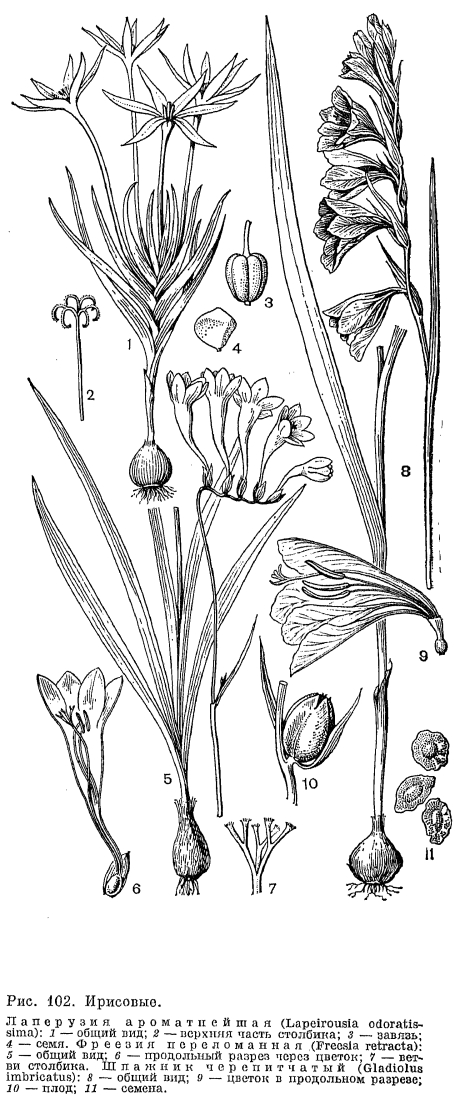 Семейство ирисовые (Iridaceae)