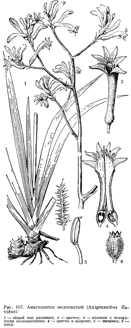 Семейство гемодоровые (Haemodoraceae)