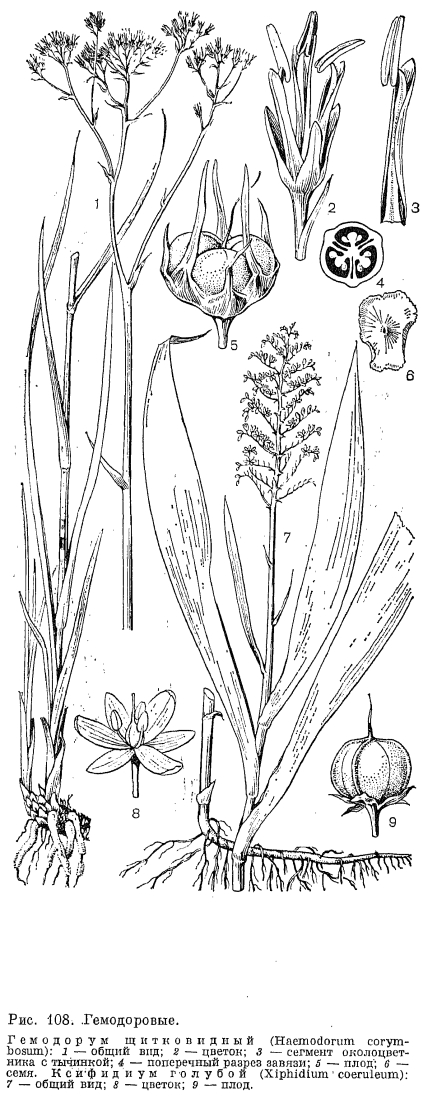 Семейство гемодоровые (Haemodoraceae)