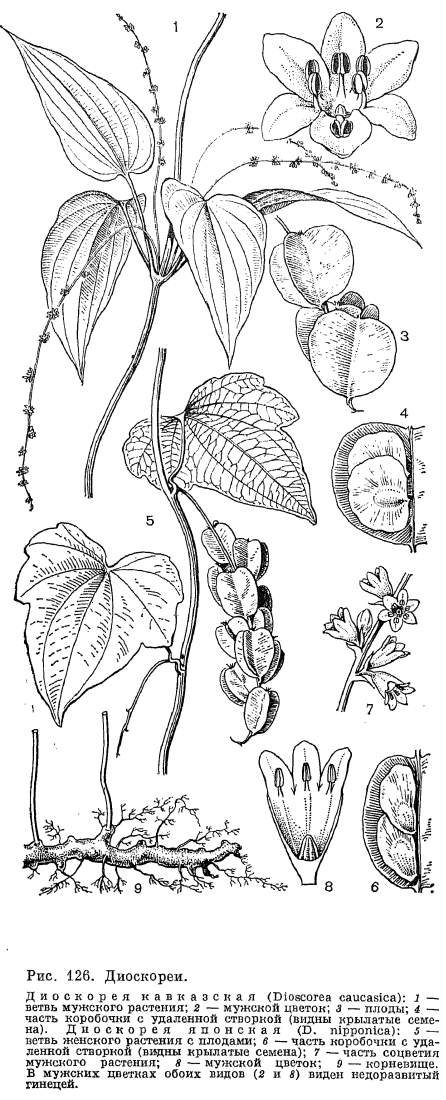Триба диоскорейных (Dioscoreae)