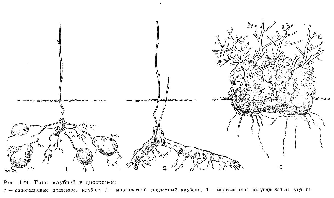 Придаточные корни и столоны. Клубни и подземные столоны. Клубень и столоны картофеля. Строение столона картофеля. Подземный столон.
