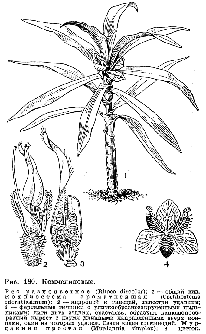 Семейство коммелиновые (Commelinaceae)