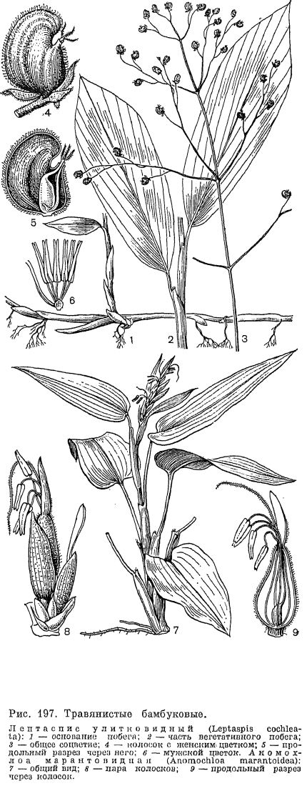 Семейство злаки (Poaceae)