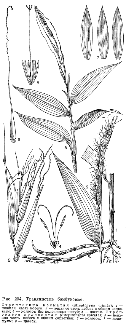 Семейство злаки (Poaceae)