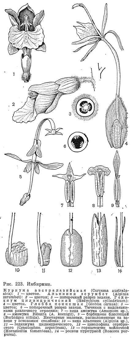 Семейство имбирные (Zingiberaceae)