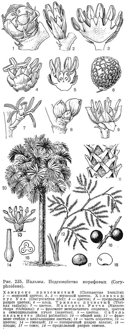 Семейство арековые или пальмы (Arecaceae)