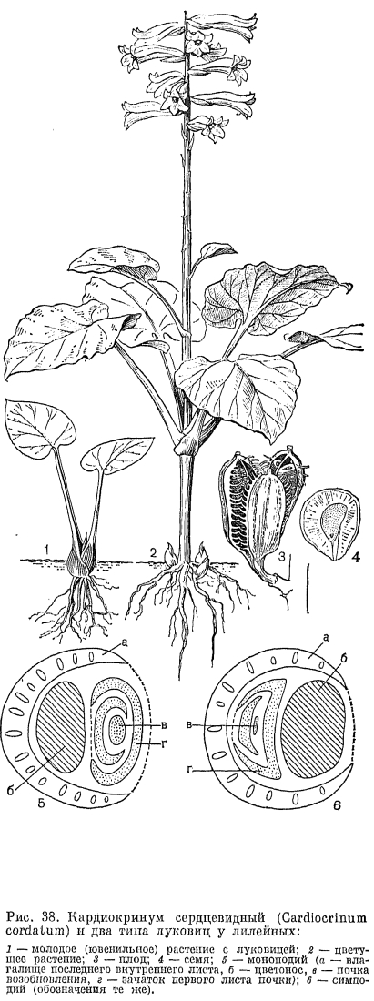 Подсемейство лилейные (Lilioideae)