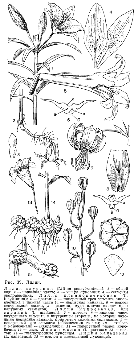 Семейство лилейные (Liliaceae) | это... Что такое Семейство лилейные  (Liliaceae)?
