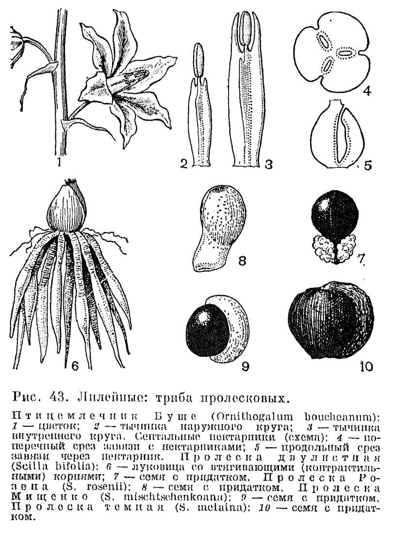 Подсемейство пролесковые (Scilloideae)
