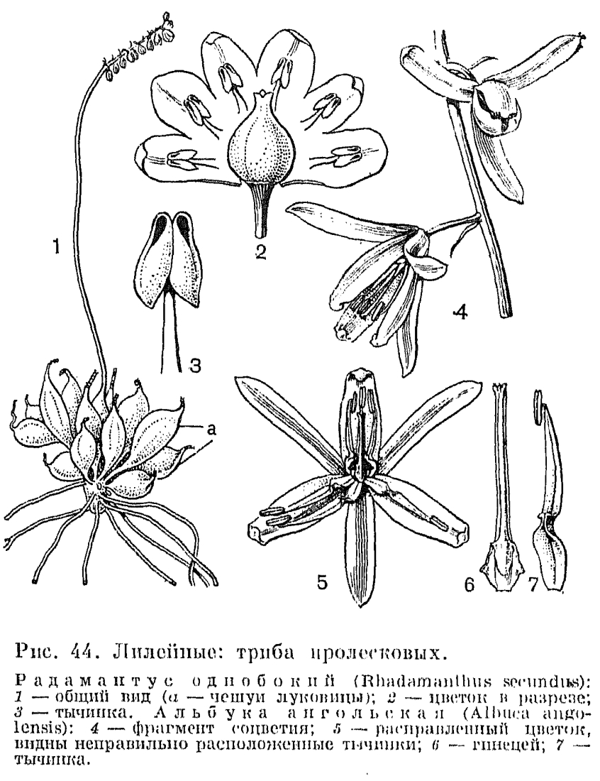 Подсемейство пролесковые (Scilloideae)
