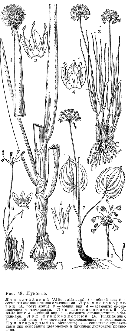 Семейство луковые (Alliaceae)