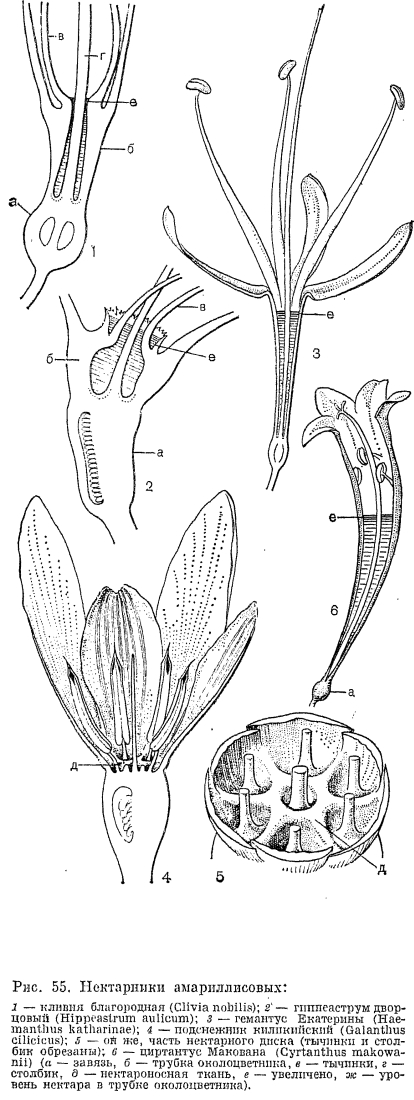 Семейство амариллисовые (Amaryllidaceae)