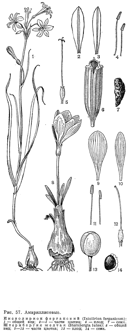 Семейство амариллисовые (Amaryllidaceae)