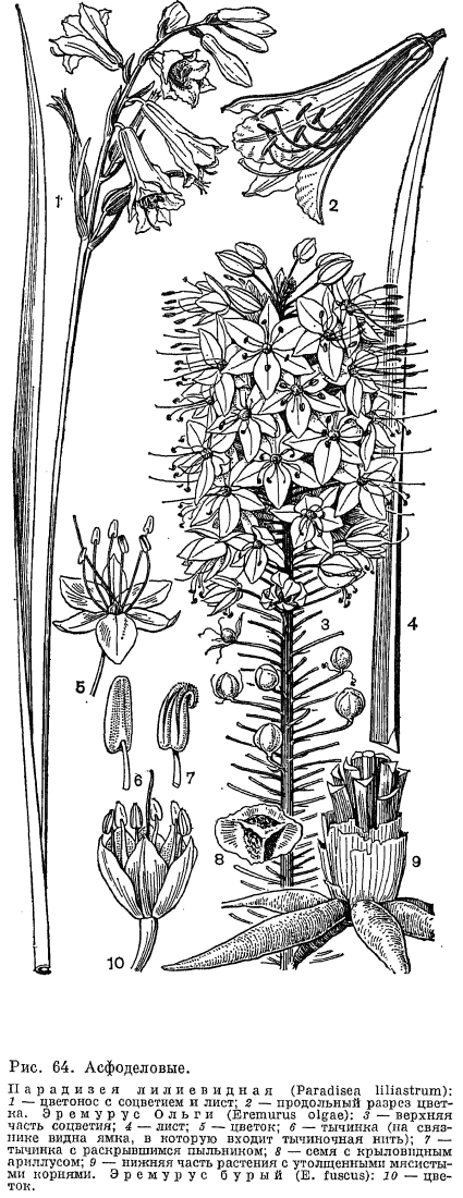 Подсемейство антериковые или венечниковые (Anthericoideae)