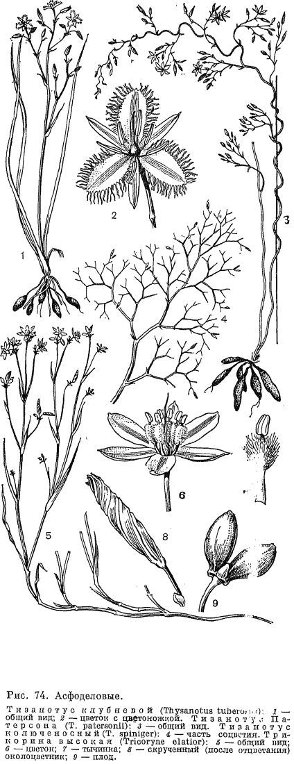 Подсемейство антериковые или венечниковые (Anthericoideae)