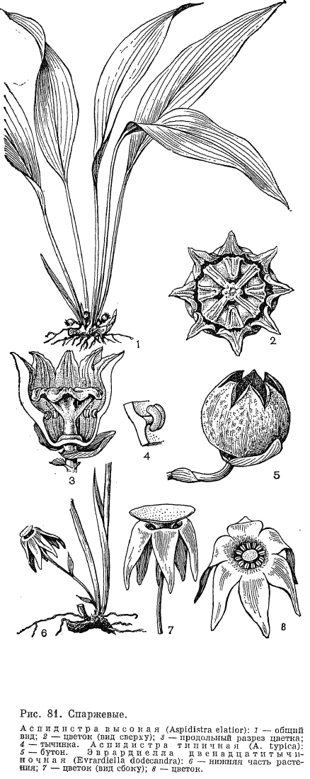 Подсемейство ландышевые (Convallarioideae)