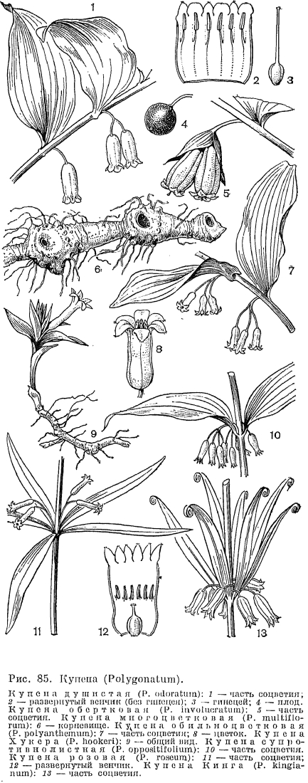 Подсемейство ландышевые (Convallarioideae)