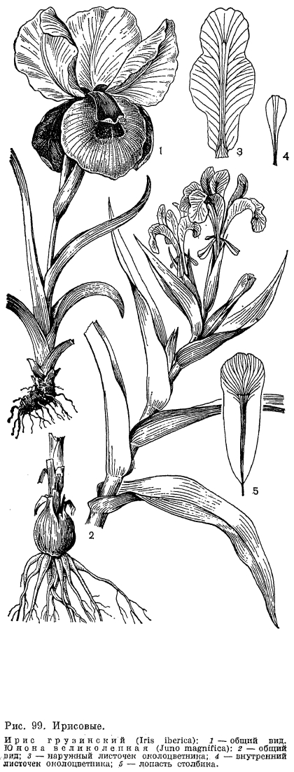 Подсемейство ирисовые (Iridoideae)