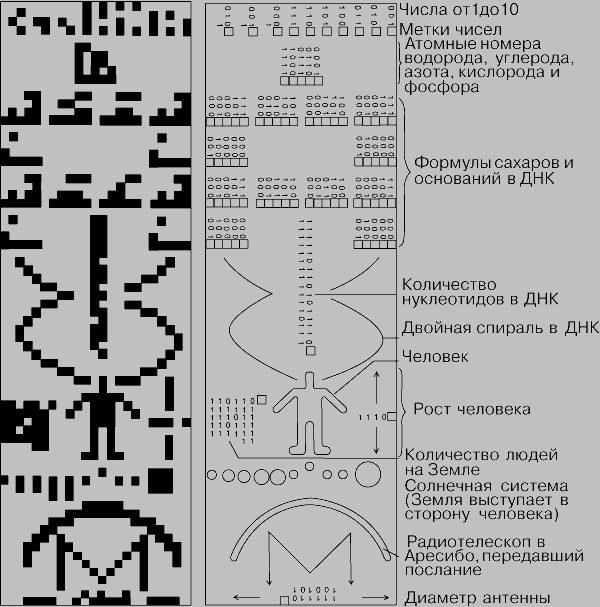 РАДИОПОСЛАНИЕ, направленное в 1974 из Аресибо к шаровому скоплению М 13 в созвездии Геркулеса. Слева - картинка, которая получается, если 1679 бит послания расположить в виде 23 столбцов по 73 бит в каждом и по-разному раскрасить сигналы и паузы. Справа - его расшифровка. Каждому числу предшествует метка, обозначающая начало. Если все цифры числа не могут быть выписаны в линию, то оно продолжается в следующей строке. (К сожалению, чтобы прочесть все числа, нужно трижды по-разному ориентировать картинку.) Химическими формулами описаны компоненты молекулы ДНК: фосфатная группа, сахар дезоксирибоза и органические основания - тимин, аденин, гуанин и цитозин. Рост человека и диаметр антенны радиотелескопа указаны в единицах длины волны, на которой велась передача: 12,6 см.