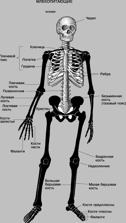 СКЕЛЕТ ЧЕЛОВЕКА. У позвоночных скелет содержит, кроме костей, хрящ и соединительную ткань. У беспозвоночных бывает наружный скелет, часто из прочного, жесткого материала, но у некоторых скелета нет вообще. Человек стоит на ногах вертикально; его руки функционируют как хватательные органы.