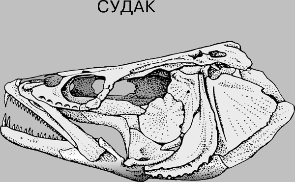 Отделы черепа рыбы. Висцеральный череп судака. Скелет черепа костистой рыбы. Череп судака вид сбоку. Строение черепа костных рыб.