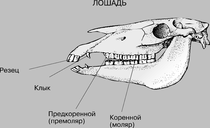 http://dic.academic.ru/pictures/enc_colier/0629_016.jpg