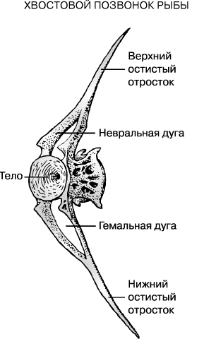 ЭТОТ ПОЗВОНОК из хвоста рыбы несет два остистых отростка, отходящих вверх и вниз от его тела. Спинной мозг проходит под невральной дугой, а хвостовые артерия и вена - под гемальной.