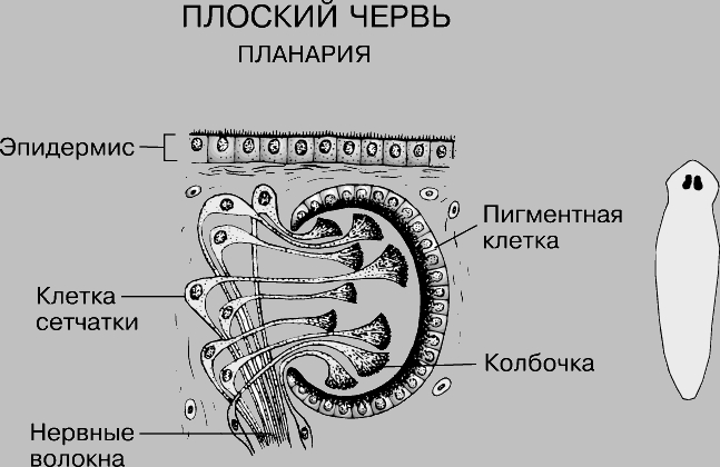 ГЛАЗА ПЛАНАРИИ