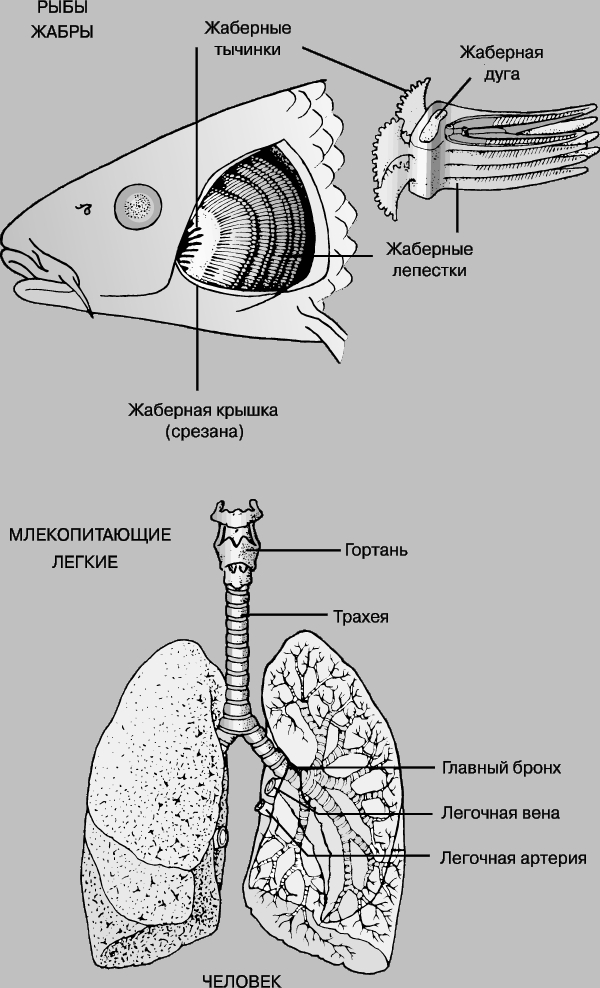 ДЫХАТЕЛЬНЫЕ СИСТЕМЫ РЫБ И МЛЕКОПИТАЮЩИХ