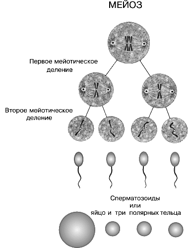 МЕЙОЗ обеспечивает образование мужских и женских гамет. Он свойствен всем растениям и животным, размножающимся половым путем.