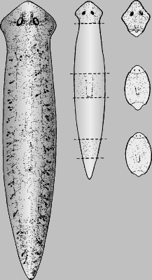 ПЛАНАРИЯ. Один из видов плоских червей планария способна полностью регенерировать новую особь из любого участка своего тела. Как показано на рисунке, планарии свойственна передне-задняя полярность, т.е. голова всегда развивается у нее на переднем конце фрагмента тела.