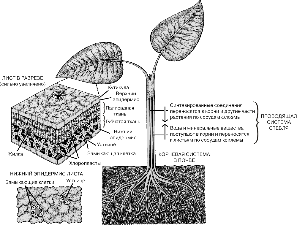 Как происходит поступление воды в лист. Строение фотосинтеза. Фотосинтез внутри листа. Фотосинтез физиология растений. Схема строения листа и фотосинтеза.