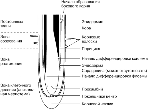какая наука изучает строение растений. Смотреть фото какая наука изучает строение растений. Смотреть картинку какая наука изучает строение растений. Картинка про какая наука изучает строение растений. Фото какая наука изучает строение растений