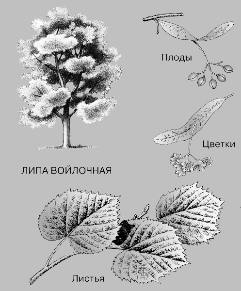 Листья И Плоды Липы Фото