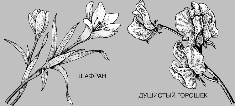 Пазушные цветки у гороха