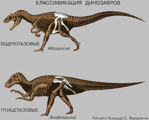 КЛАССИФИКАЦИЯ ДИНОЗАВРОВ. Разделение динозавров на две основные группы основано на строении их таза. У ящеротазовых он очень похож на таз других рептилий, а у птицетазовых расположением своих костей напоминает птичий.