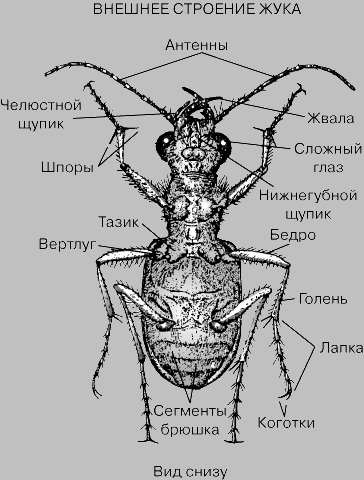 Внешнее строение жука